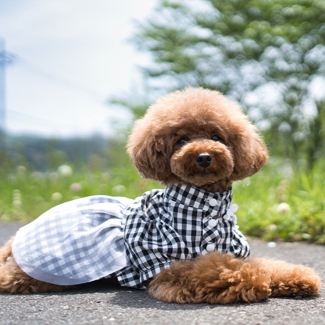 看板犬 マロン